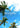 Palm trees against a blue sky with 'Trackside Soleil Del Mar' text.