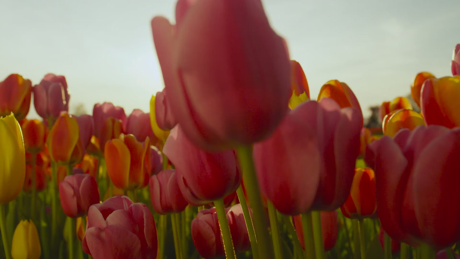 Kentucky Tulip Garden