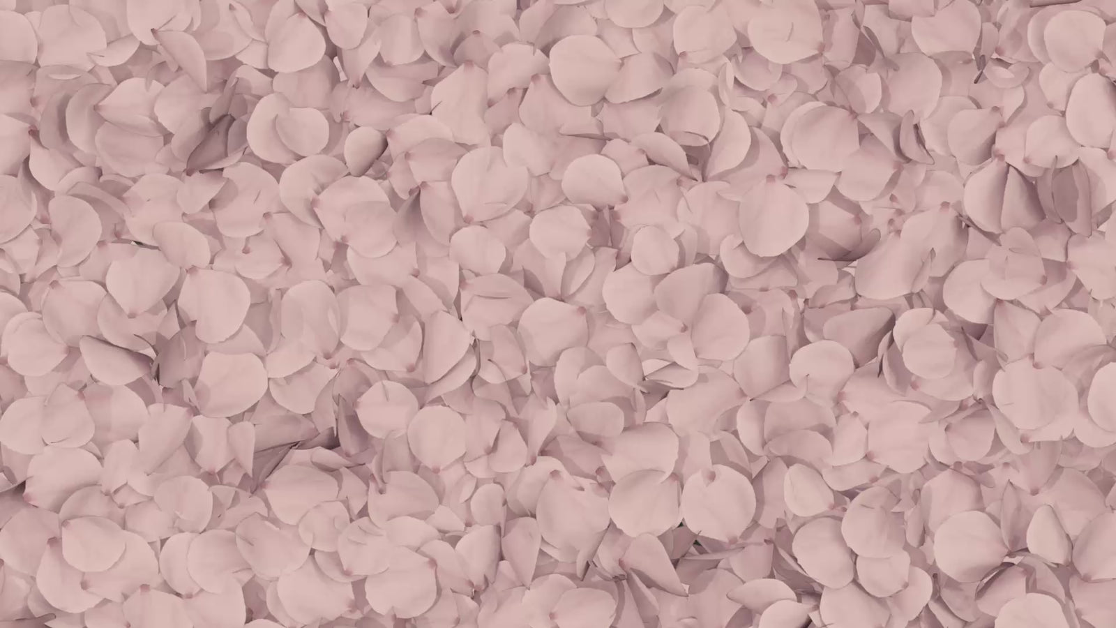 Pink rose petals disappearing to display a fragrance gift set box with four perfumes by petra living